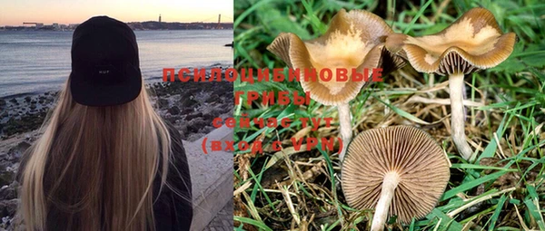 PSILOCYBIN Беломорск