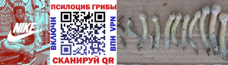 Галлюциногенные грибы Psilocybine cubensis  Купить закладки  Гудермес 